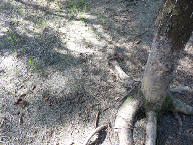 Le nombre d'aiguilles au sol est anormalement élevé, l'arbre ayant été secoué par les frottements. Agrandir dans une nouvelle fenêtre (ou onglet)