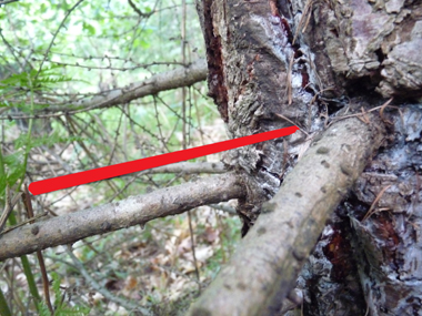 Protection forestière Arbre de fer contre le frottis des cervidés sur  résineux