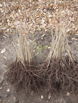 Bêche de plantation pour plants en godets - Contact Forestier