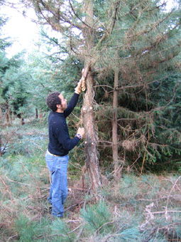 Élagage à 2 mètres sur un pin Laricio de Corse de 12 ans. Agrandir dans une nouvelle fenêtre (ou onglet)