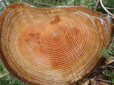 Bois généralement un peu rouge et doté d'un grain grossier. Agrandir dans une nouvelle fenêtre (ou onglet)