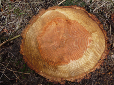 Bois généralement un peu rouge et doté d'un grain grossier. Agrandir dans une nouvelle fenêtre (ou onglet)