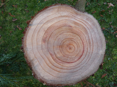 Bois rouge d'où son nom de redwood aux États-Unis. Agrandir dans une nouvelle fenêtre (ou onglet)