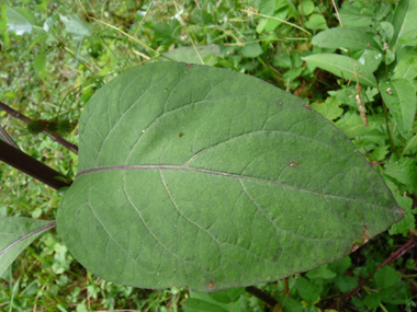 Feuilles pétiolées et regroupant une petite à la base d'une grande. Agrandir dans une nouvelle fenêtre (ou onglet)