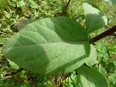 Feuilles pétiolées et regroupant une petite à la base d'une grande. Agrandir dans une nouvelle fenêtre (ou onglet)