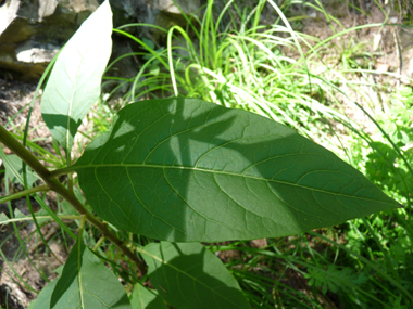 Feuilles pétiolées et regroupant une petite à la base d'une grande. Agrandir dans une nouvelle fenêtre (ou onglet)