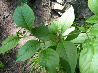 Feuilles pétiolées et regroupant une petite à la base d'une grande. Agrandir dans une nouvelle fenêtre (ou onglet)