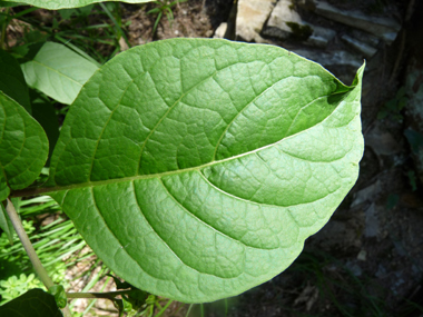 Feuilles pétiolées et regroupant une petite à la base d'une grande. Agrandir dans une nouvelle fenêtre (ou onglet)