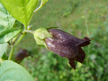 Fleurs de couleur pourpre. Agrandir dans une nouvelle fenêtre (ou onglet)