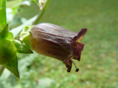 Fleurs de couleur pourpre. Agrandir dans une nouvelle fenêtre (ou onglet)