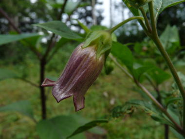 Fleurs de couleur pourpre. Agrandir dans une nouvelle fenêtre (ou onglet)