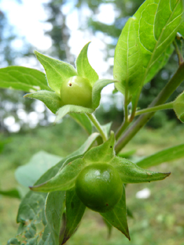 Fruits en forme de grosses baies de la taille d'une cerise, noirs à maturité. Agrandir dans une nouvelle fenêtre (ou onglet)