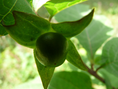 Fruits en forme de grosses baies de la taille d'une cerise, noirs à maturité. Agrandir dans une nouvelle fenêtre (ou onglet)