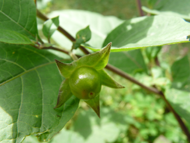 Fruits en forme de grosses baies de la taille d'une cerise, noirs à maturité. Agrandir dans une nouvelle fenêtre (ou onglet)