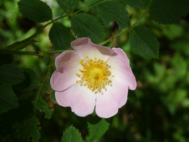 Fleurs rose pâle à blanches. Agrandir dans une nouvelle fenêtre (ou onglet)