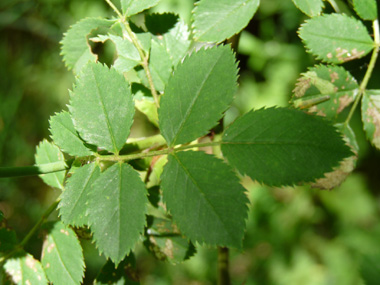 Feuilles alternes et composées de 5 ou 7 folioles ovales. Agrandir dans une nouvelle fenêtre (ou onglet)