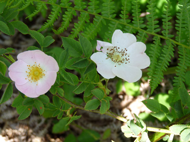 Fleurs rose pâle à blanches. Agrandir dans une nouvelle fenêtre (ou onglet)