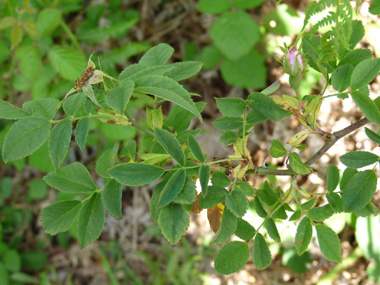 Feuilles alternes et composées de 5 ou 7 folioles ovales. Agrandir dans une nouvelle fenêtre (ou onglet)