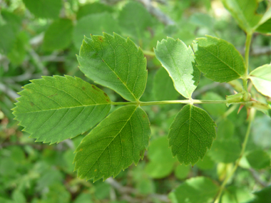 Feuilles alternes et composées de 5 ou 7 folioles ovales. Agrandir dans une nouvelle fenêtre (ou onglet)