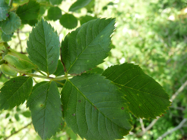 Feuilles alternes et composées de 5 ou 7 folioles ovales. Agrandir dans une nouvelle fenêtre (ou onglet)