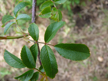 Feuilles alternes et composées de 5 ou 7 folioles ovales. Agrandir dans une nouvelle fenêtre (ou onglet)