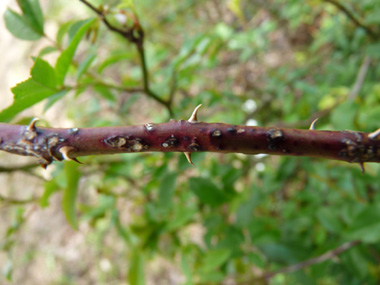 Tige dressée dotée de multiples aiguillons puissants recourbés vers le bas. Agrandir dans une nouvelle fenêtre (ou onglet)