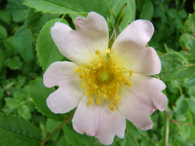 Fleurs rose pâle à blanches. Agrandir dans une nouvelle fenêtre (ou onglet)