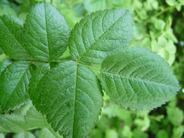 Feuilles alternes et composées de 5 ou 7 folioles ovales. Agrandir dans une nouvelle fenêtre (ou onglet)