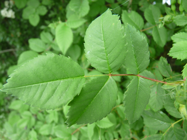 Feuilles alternes et composées de 5 ou 7 folioles ovales. Agrandir dans une nouvelle fenêtre (ou onglet)