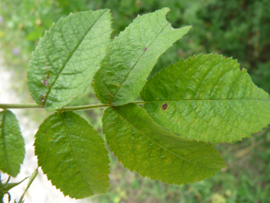 Feuilles alternes et composées de 5 ou 7 folioles ovales. Agrandir dans une nouvelle fenêtre (ou onglet)