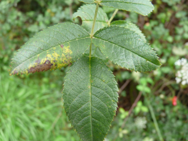 Feuilles alternes et composées de 5 ou 7 folioles ovales. Agrandir dans une nouvelle fenêtre (ou onglet)