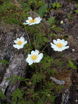 Fleurs rose pâle à blanches. Agrandir dans une nouvelle fenêtre (ou onglet)