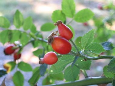 Fruits rouges à maturité appelés cynorrhodons. Agrandir dans une nouvelle fenêtre (ou onglet)