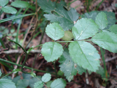 Feuilles alternes et composées de 5 ou 7 folioles ovales. Agrandir dans une nouvelle fenêtre (ou onglet)