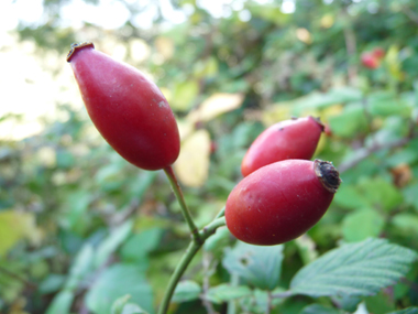 Fruits rouges à maturité appelés cynorrhodons. Agrandir dans une nouvelle fenêtre (ou onglet)