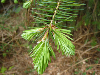 Aiguilles non piquantes de 15 à 30 mm de long; aplaties, molles et disposées en brosse sur les rameaux, elles dégagent une odeur de citronnelle quand on les froisse. Agrandir dans une nouvelle fenêtre (ou onglet)