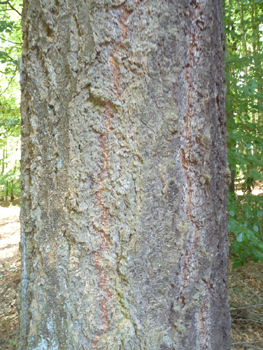 Écorce lisse et couverte de pustules de résine quand il est jeune mais se fissurant avec l'âge et devenant même liégeuse quand il est très âgé. Agrandir dans une nouvelle fenêtre (ou onglet)