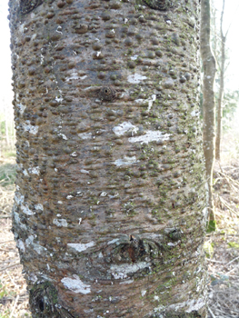 Écorce lisse et couverte de pustules de résine quand il est jeune mais se fissurant avec l'âge et devenant même liégeuse quand il est très âgé. Agrandir dans une nouvelle fenêtre (ou onglet)