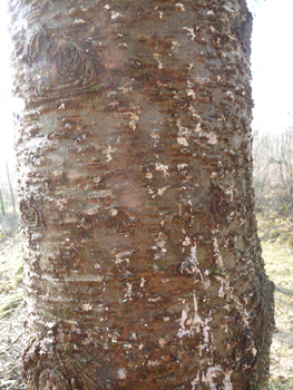 Écorce lisse et couverte de pustules de résine quand il est jeune mais se fissurant avec l'âge et devenant même liégeuse quand il est très âgé. Agrandir dans une nouvelle fenêtre (ou onglet)