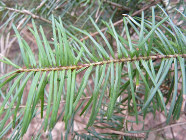 Aiguilles non piquantes de 15 à 30 mm de long; aplaties, molles et disposées en brosse sur les rameaux, elles dégagent une odeur de citronnelle quand on les froisse. Agrandir dans une nouvelle fenêtre (ou onglet)