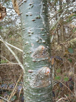 Écorce lisse et couverte de pustules de résine quand il est jeune mais se fissurant avec l'âge et devenant même liégeuse quand il est très âgé. Agrandir dans une nouvelle fenêtre (ou onglet)