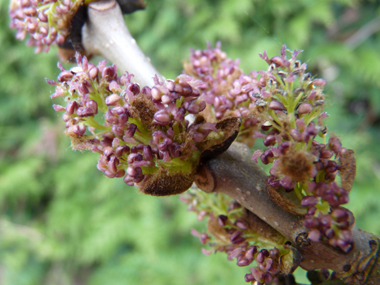 Très petites fleurs formant des bouquets denses à l'extrémité des rameaux, les mâles étant noirâtres et les femelles tirant vers le violet. Agrandir dans une nouvelle fenêtre (ou onglet)