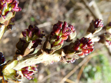 Très petites fleurs formant des bouquets denses à l'extrémité des rameaux, les mâles étant noirâtres et les femelles tirant vers le violet. Agrandir dans une nouvelle fenêtre (ou onglet)