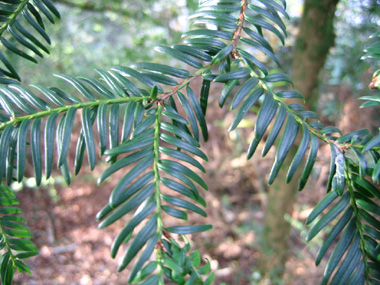 Feuilles en aiguilles persistantes aplaties, pointues, molles, disposées sur deux rangs, vert très foncé dessus mais la face inférieure vert clair comporte 2 bandes parfois peu visibles. Agrandir dans une nouvelle fenêtre (ou onglet)