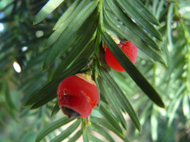 Fruits présents sur les seuls pieds femelles et appelés <I>arilles</I>. Une unique graine toxique entourée d'une coupe charnue rouge vif est présente. Agrandir dans une nouvelle fenêtre (ou onglet)