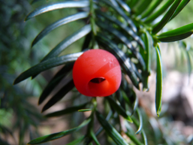 Fruits présents sur les seuls pieds femelles et appelés <I>arilles</I>. Une unique graine toxique entourée d'une coupe charnue rouge vif est présente. Agrandir dans une nouvelle fenêtre (ou onglet)