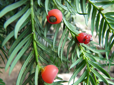 Fruits présents sur les seuls pieds femelles et appelés <I>arilles</I>. Une unique graine toxique entourée d'une coupe charnue rouge vif est présente. Agrandir dans une nouvelle fenêtre (ou onglet)