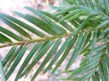 Feuilles en aiguilles persistantes aplaties, pointues, molles, disposées sur deux rangs, vert très foncé dessus mais la face inférieure vert clair comporte 2 bandes parfois peu visibles. Agrandir dans une nouvelle fenêtre (ou onglet)