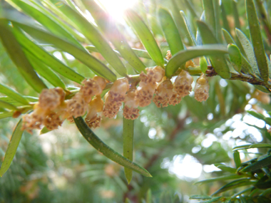 Nombreuses fleurs mâles en forme de chatons jaunes d'un centimètre de diamètre mais unique fleur par inflorescence femelle. Agrandir dans une nouvelle fenêtre (ou onglet)