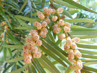 Nombreuses fleurs mâles en forme de chatons jaunes d'un centimètre de diamètre mais unique fleur par inflorescence femelle. Agrandir dans une nouvelle fenêtre (ou onglet)